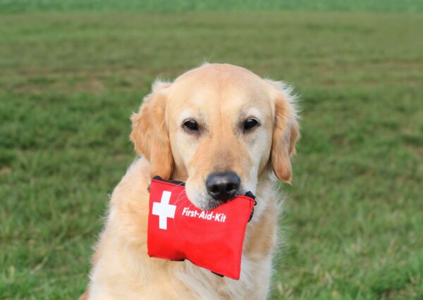 Animal First Aid: Critical Care Training