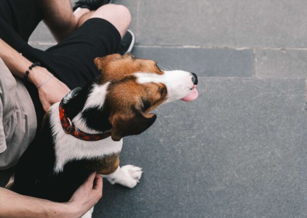 Certified Canine Companionship