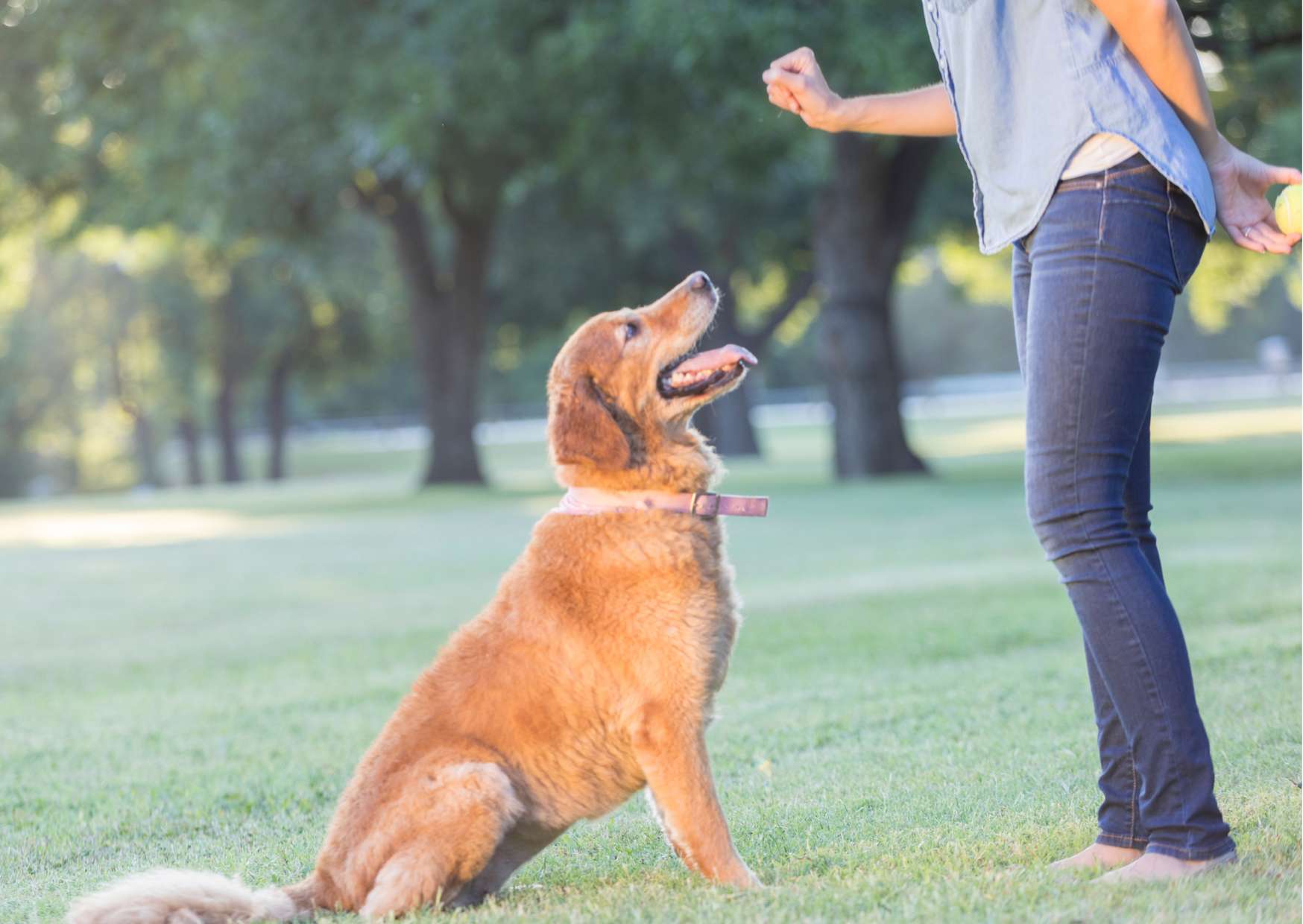 Dog Training Fundamentals